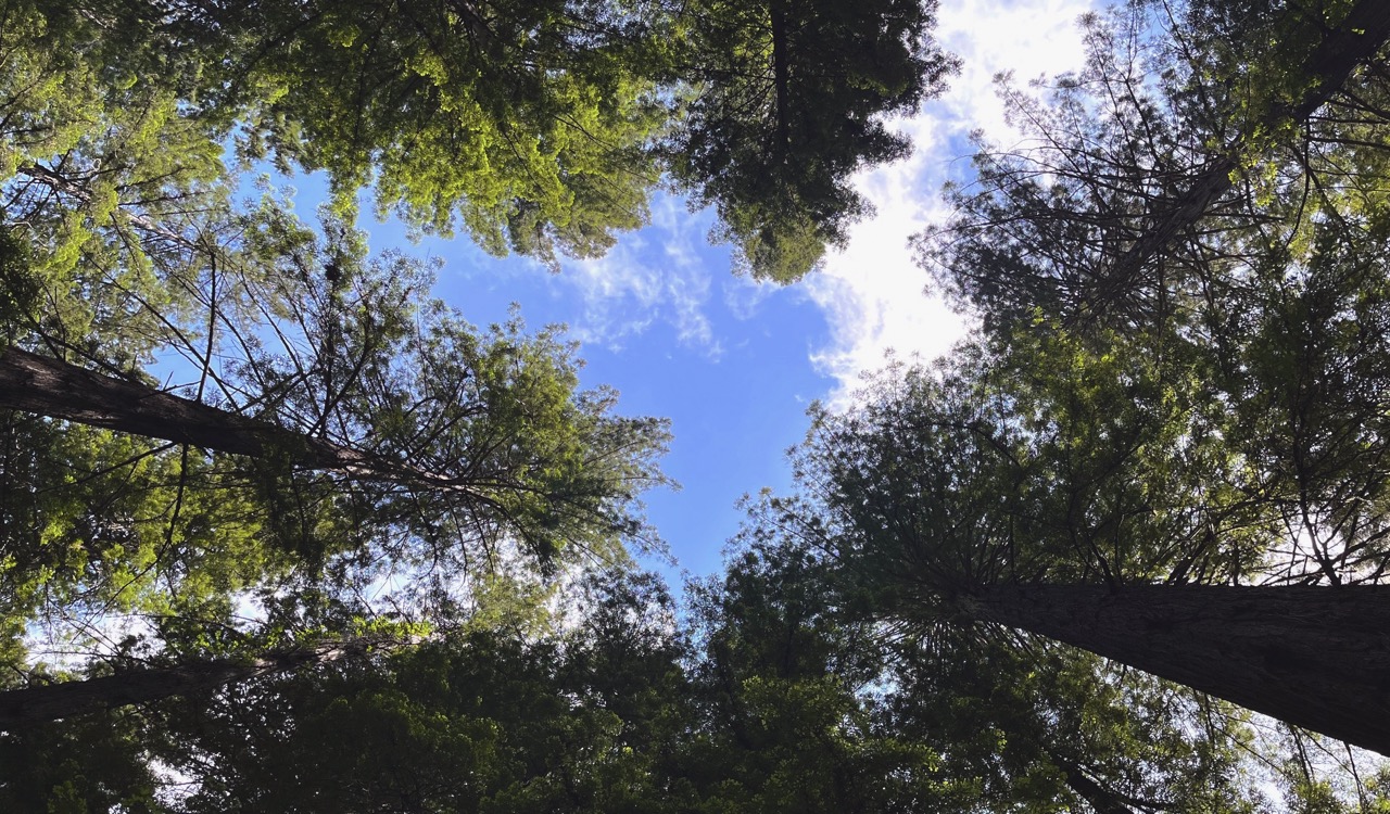 Sunlight filtering through a canopy of tree branches against a blue sky